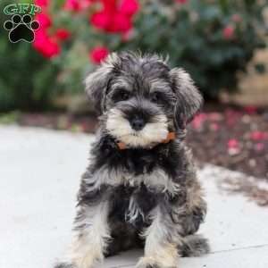 Charlie, Miniature Schnauzer Puppy